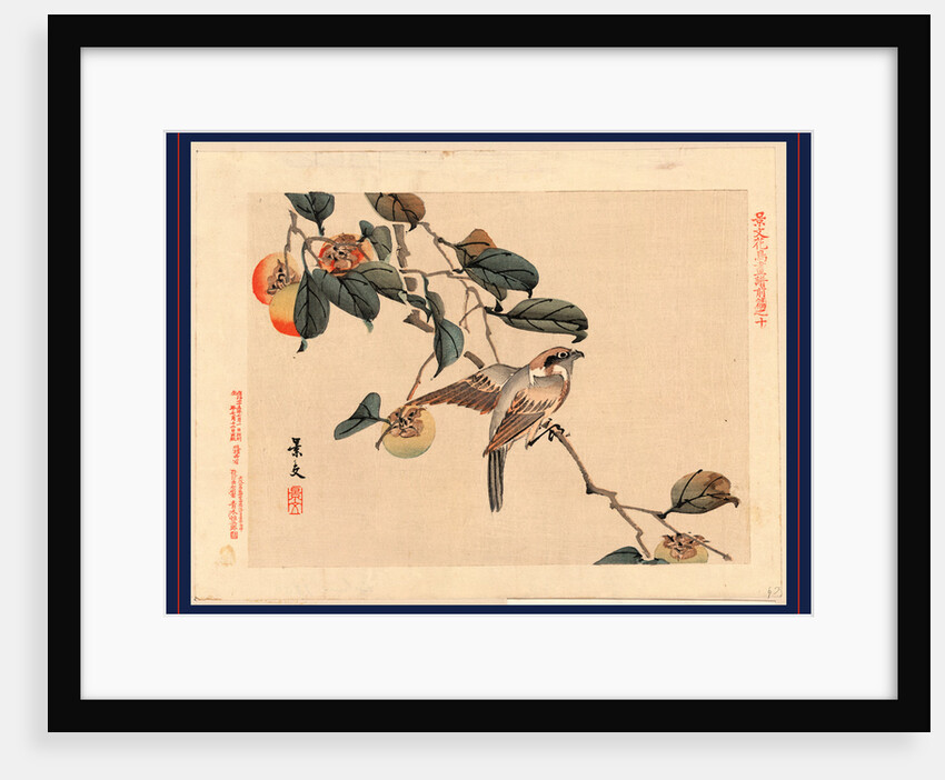 Bird Perched on a Branch in Persimmon Tree. by Anonymous