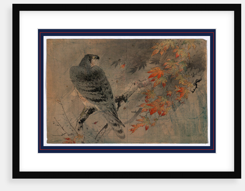 an Eagle Perched on a Branch in a Maple Tree by Anonymous