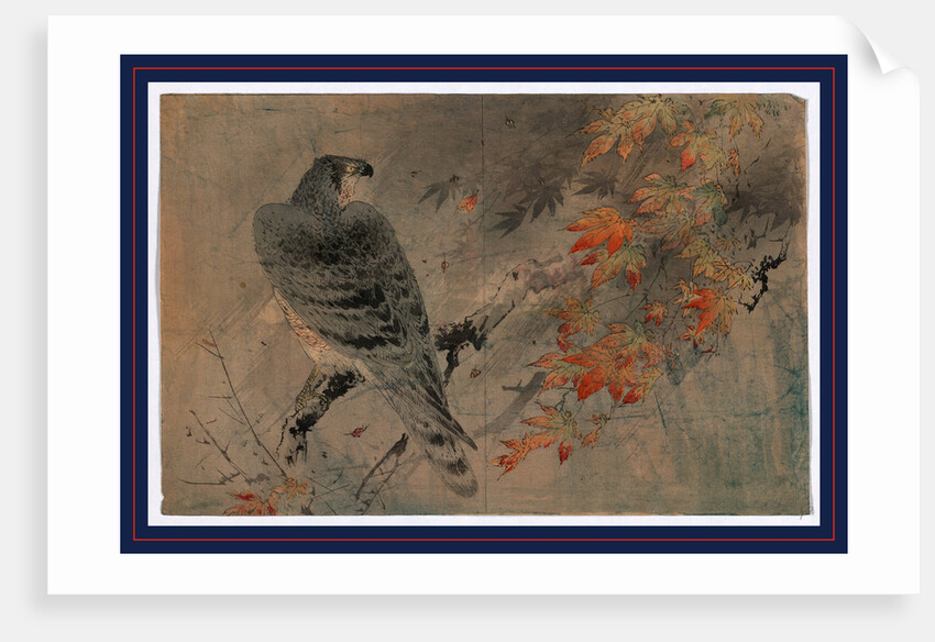 an Eagle Perched on a Branch in a Maple Tree by Anonymous