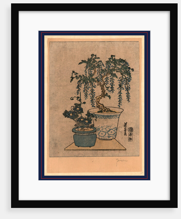 Two Flower Pots, One with Wisteria and the Other is a Small Flower with Pink Blossoms by Anonymous