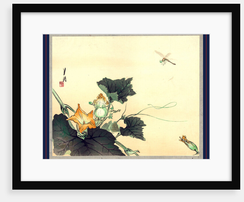 Dragonfly above a Pumpkin Blossom. by Anonymous