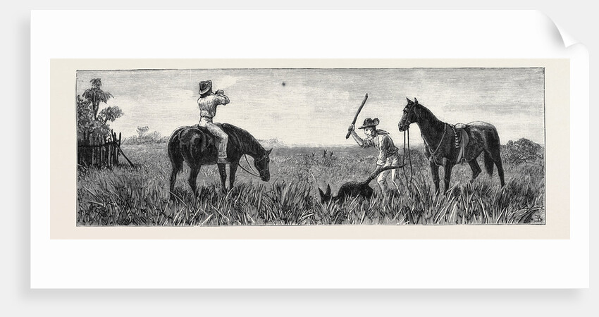 Wallaby Hunting, Queensland by Anonymous