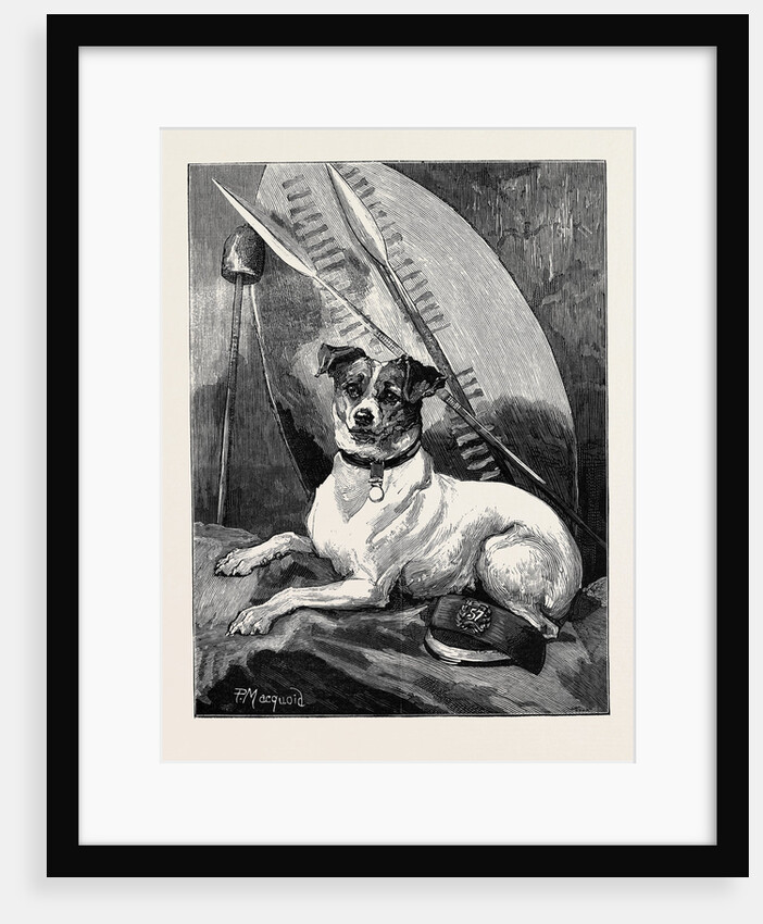 Tottie, a Regimental Pet by Anonymous