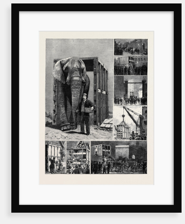 The Removal of Jumbo, on the Way to the Docks by Anonymous