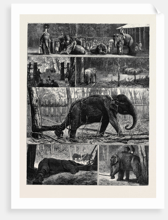 The Young Princes on Their Cruise; at an Elephant Kraal Near Awisawella, Ceylon by Anonymous