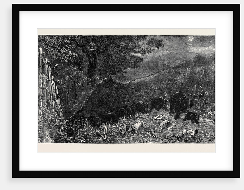The Young Princes on Their Cruise: Charge of Wild Elephants During a Kraal at Labugankande, Ceylon by Anonymous