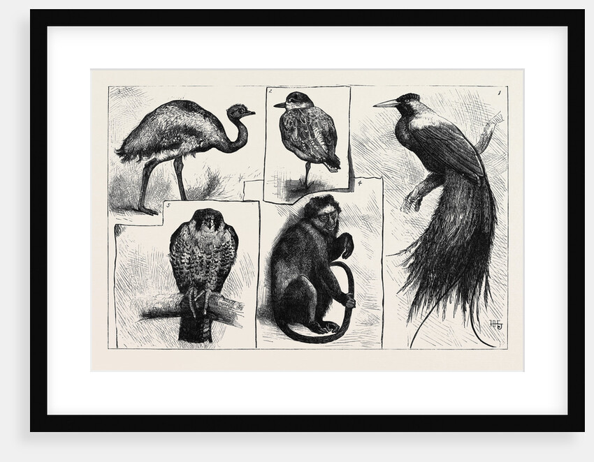 Animals at the Zoological Gardens by Anonymous