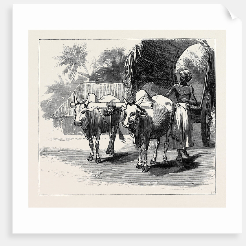 Round the World Yachting in the Ceylon, Ceylon: A Bullock-Cart by Anonymous