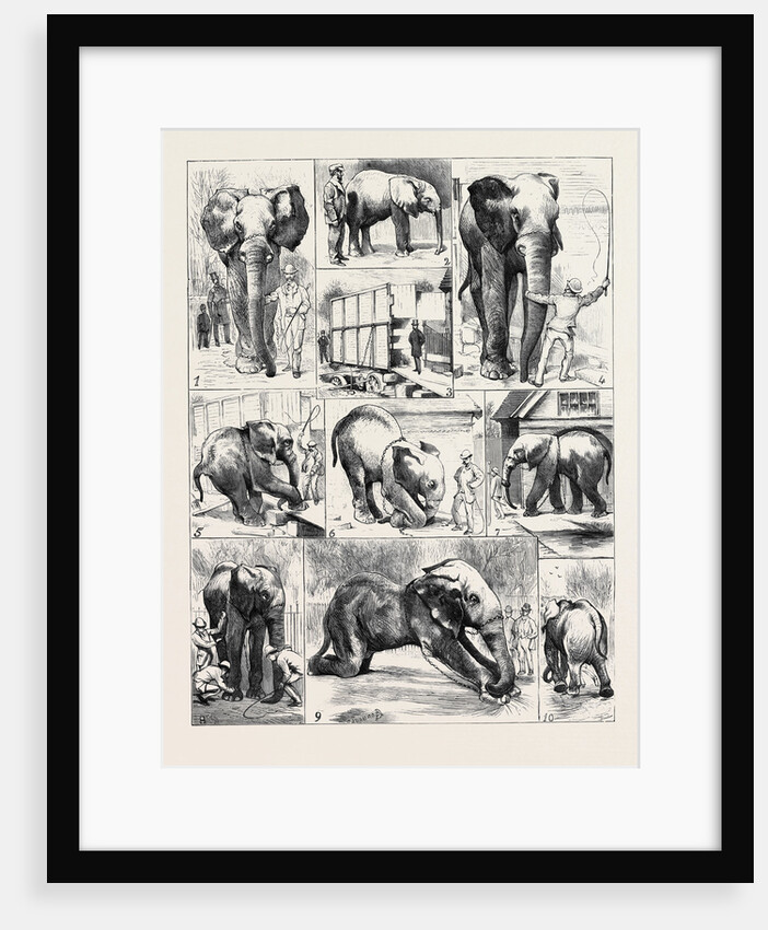 The Attempted Removal of Jumbo from the Zoological Gardens by Anonymous