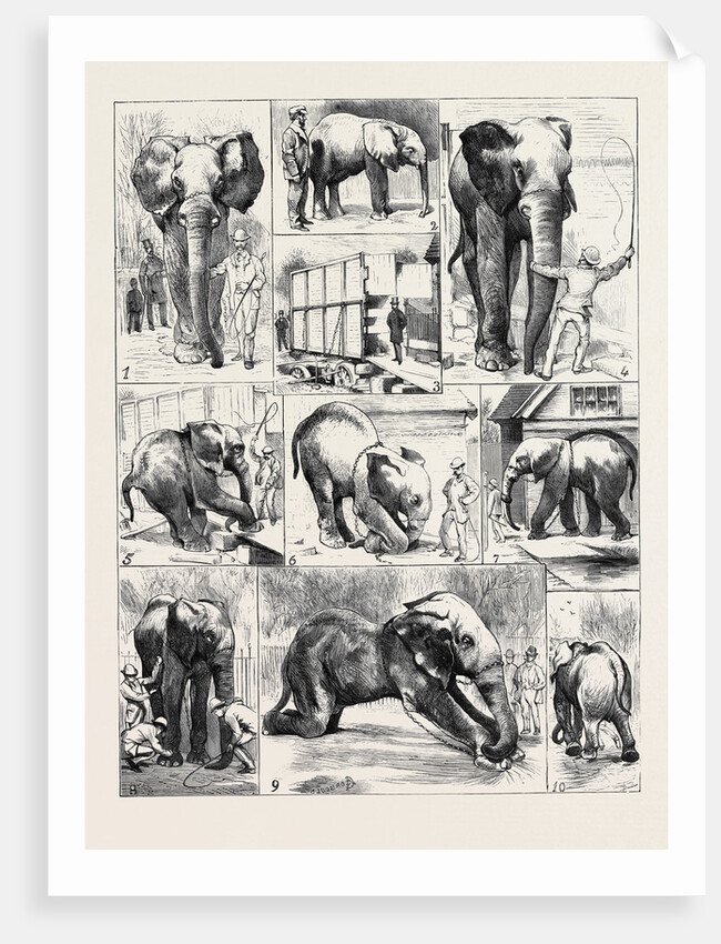 The Attempted Removal of Jumbo from the Zoological Gardens by Anonymous