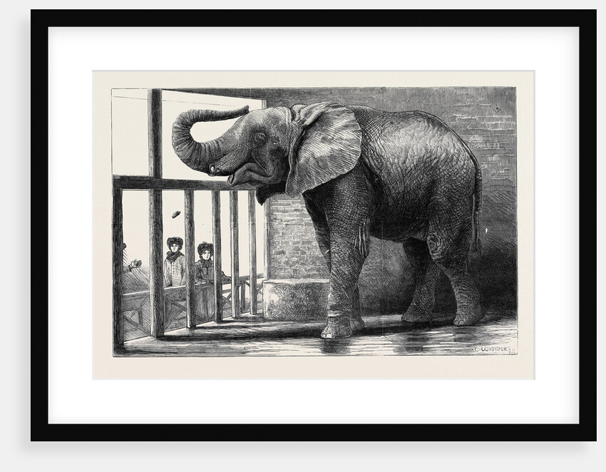 Jumbo, the Big African Elephant at the Zoological Gardens, Recently Purchased by Mr. Barnum by Anonymous