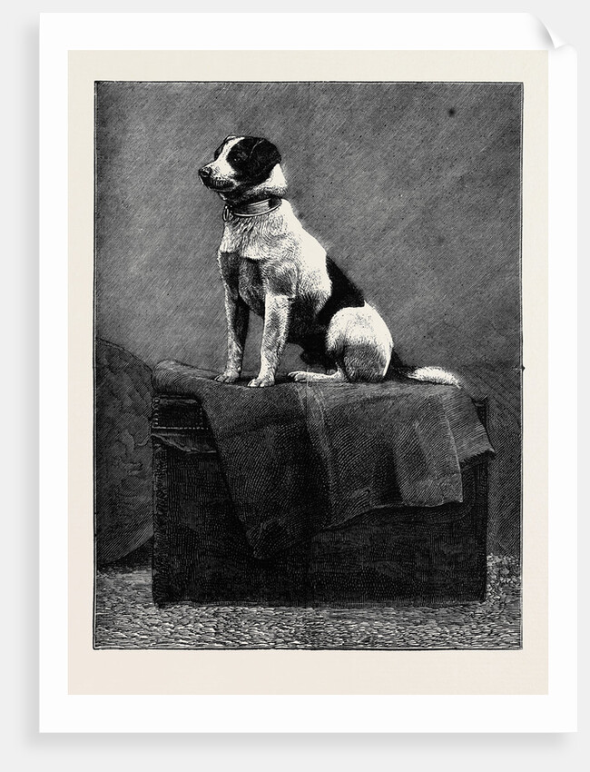 An Adventurous Dog: Railway Jack (Recently Run Over and Wounded at Norwood Station) by Anonymous