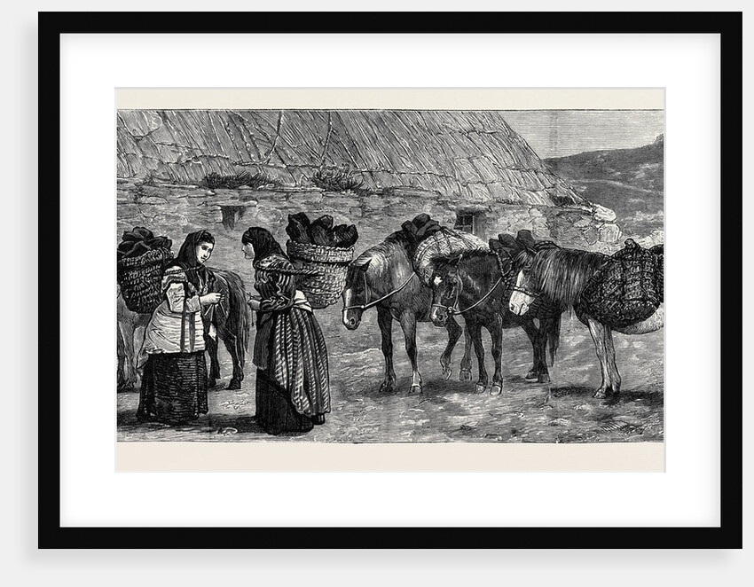 The Duke of Edinburgh in the Shetland Islands: Shetland Ponies by Anonymous