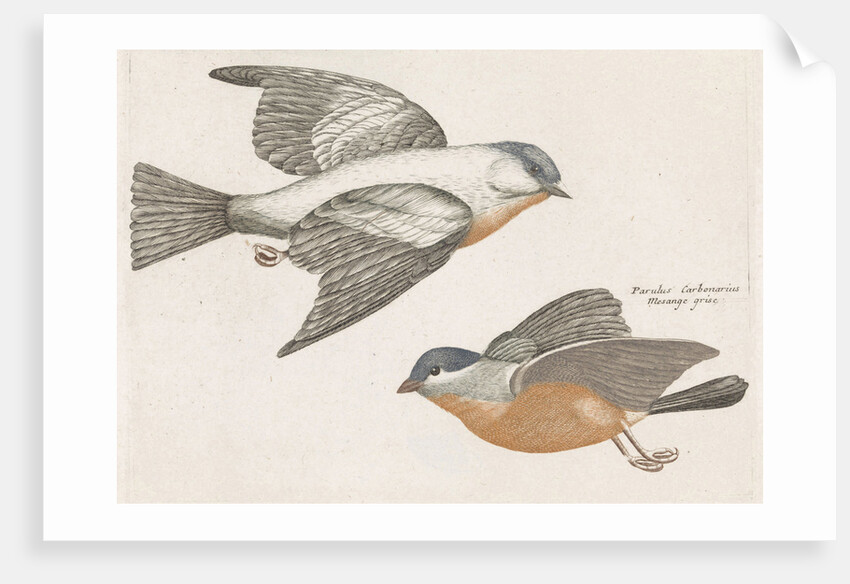 Grey Flank Tits by Johan Teyler