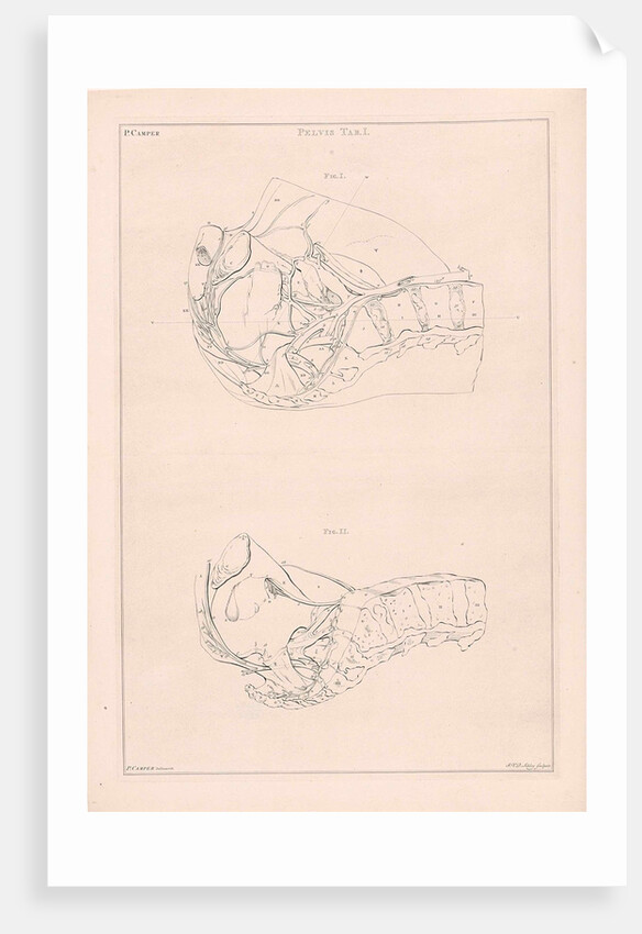 Anatomy of the pelvis, with numbers by Jacob van der Schley