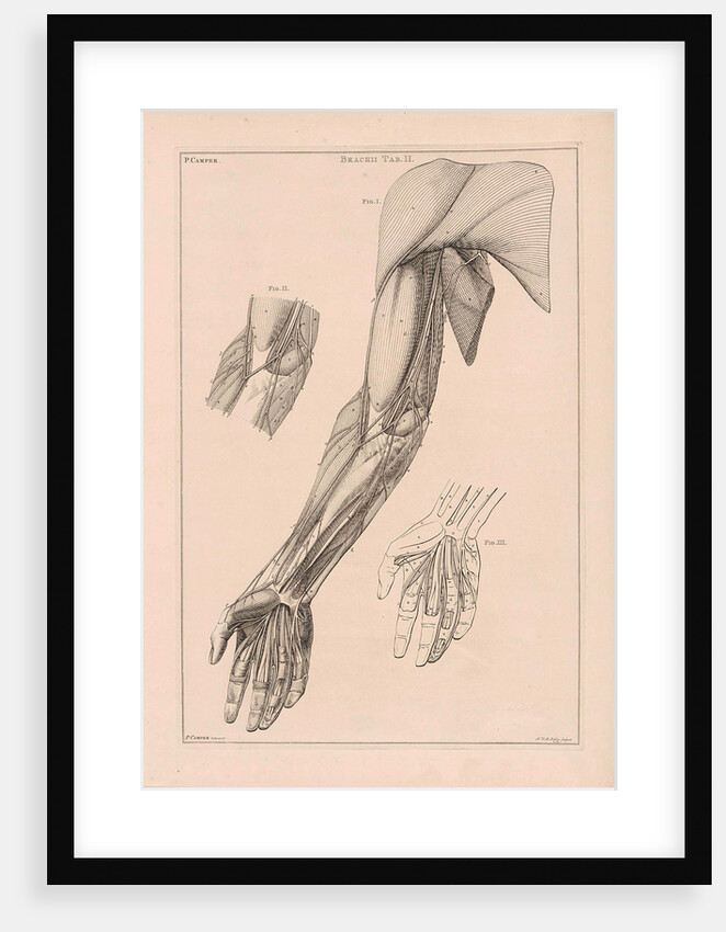 Anatomy of the arm, hand and shoulder with numbers by Jacob van der Schley