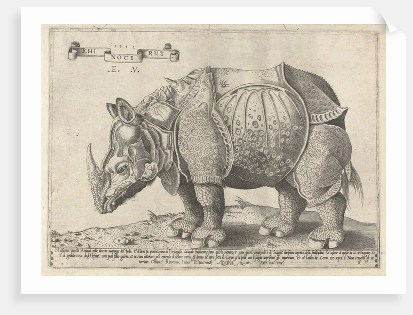 The Rhinoceros, Enea Vico by Albrecht Dürer