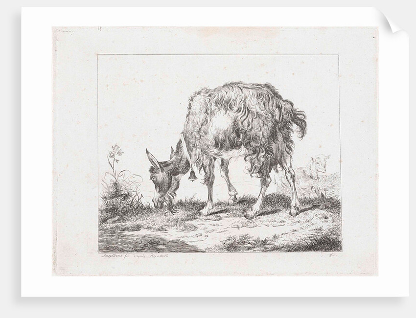 Grazing goat with bell by Reinhart