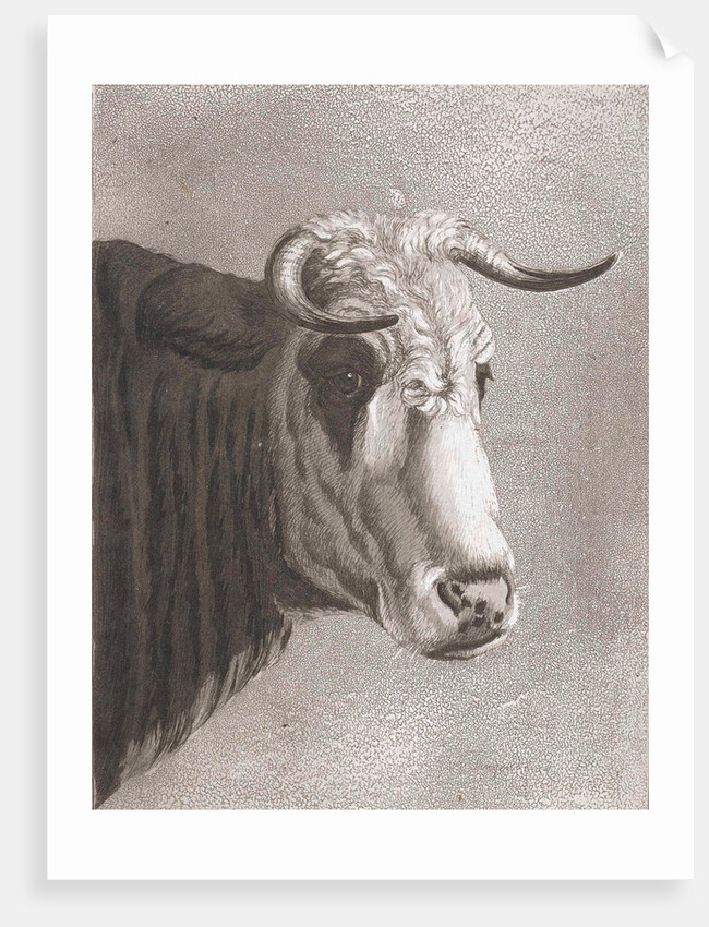 Cows head by Diederik Jan Singendonck