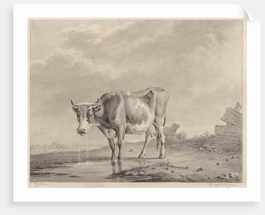 Drinking cow at the water by Diederik Jan Singendonck