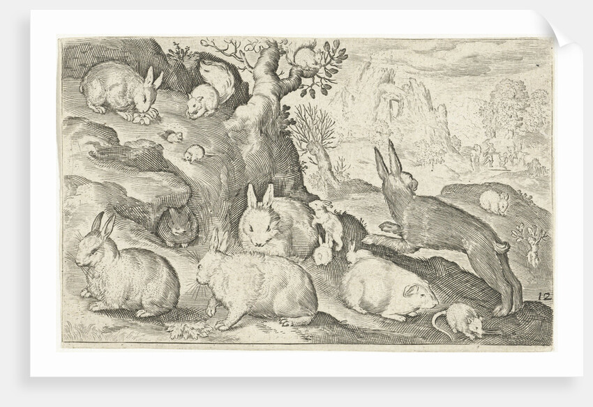 rabbits, squirrel, guinea pig and mouse by Nicolaes de Bruyn