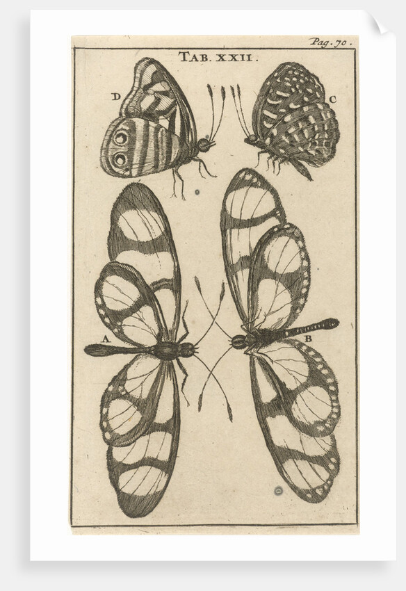 Butterflies XXII by Jan Claesz ten Hoorn