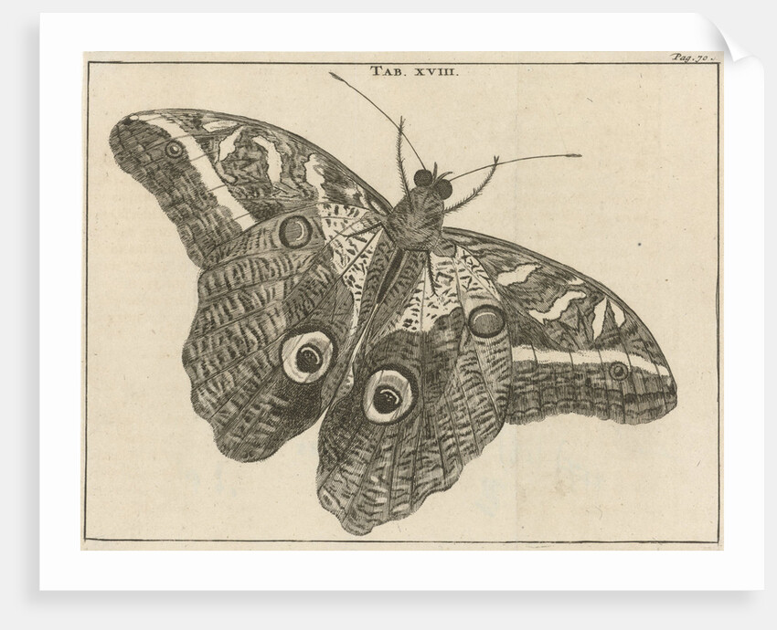 Surinamese giant butterfly XVIII by Jan Claesz ten Hoorn