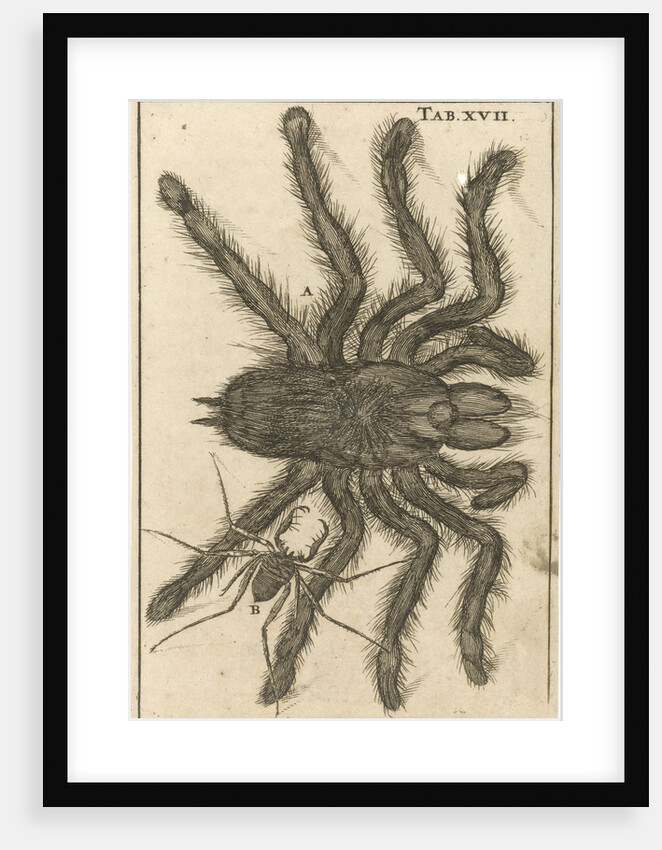 Spiders XVII by Jan Claesz ten Hoorn
