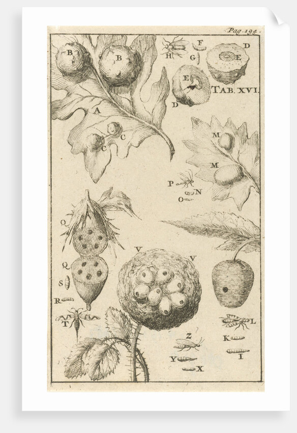 Nutgall fly, XVI Jan Luyken by Jan Claesz ten Hoorn