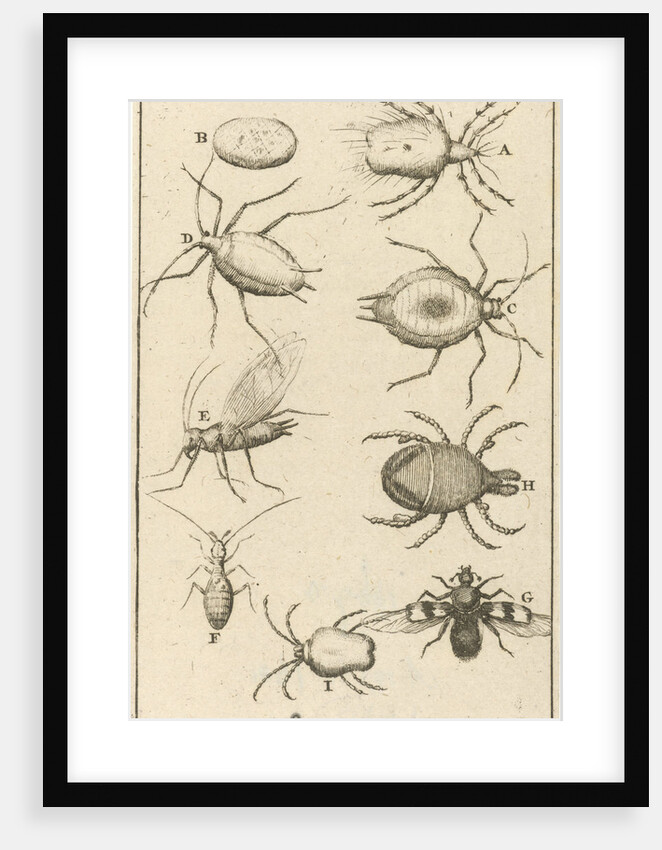 bugs XIV Jan Luyken by Jan Claesz ten Hoorn