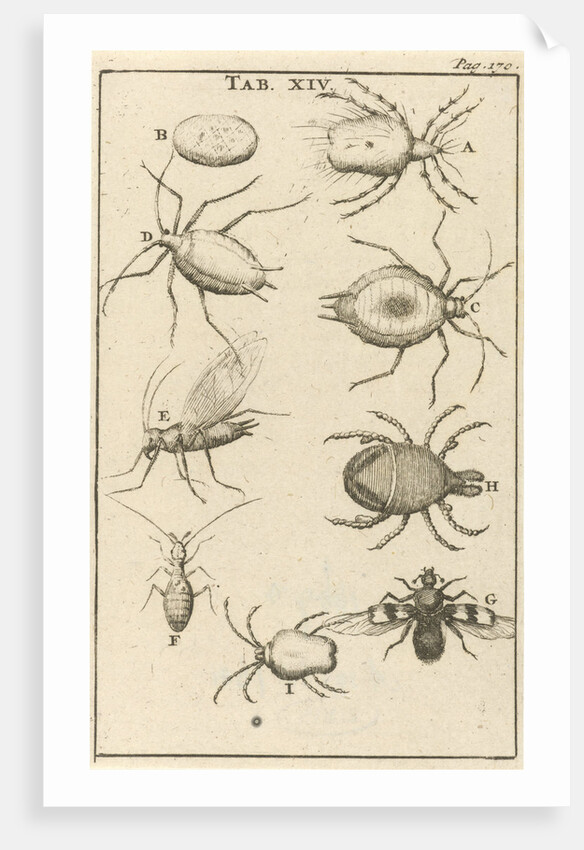 bugs XIV Jan Luyken by Jan Claesz ten Hoorn