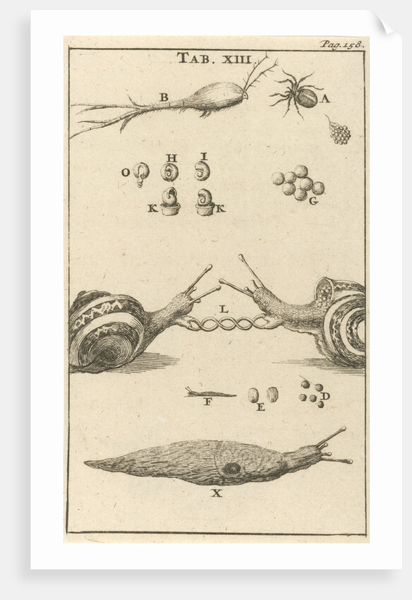 Snails XIII by Jan Claesz ten Hoorn