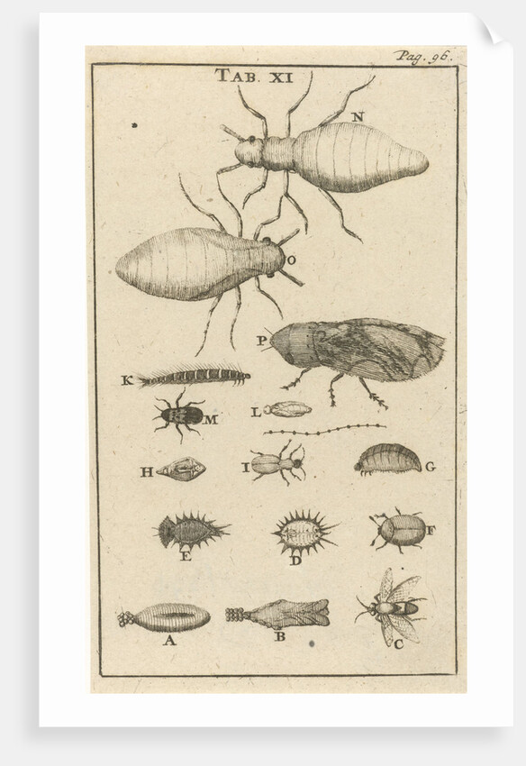 Small insects XI by Jan Claesz ten Hoorn