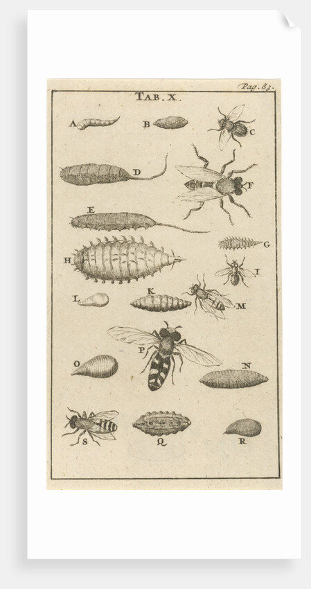 Bees and wasps X by Jan Claesz ten Hoorn