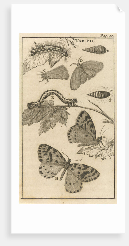 Caterpillars, dolls and butterflies VII by Jan Claesz ten Hoorn