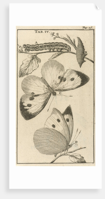 Caterpillars, dolls and butterflies IV by Jan Claesz ten Hoorn