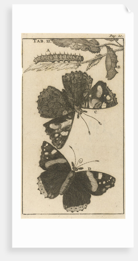 Caterpillars, dolls and butterflies by Jan Claesz ten Hoorn