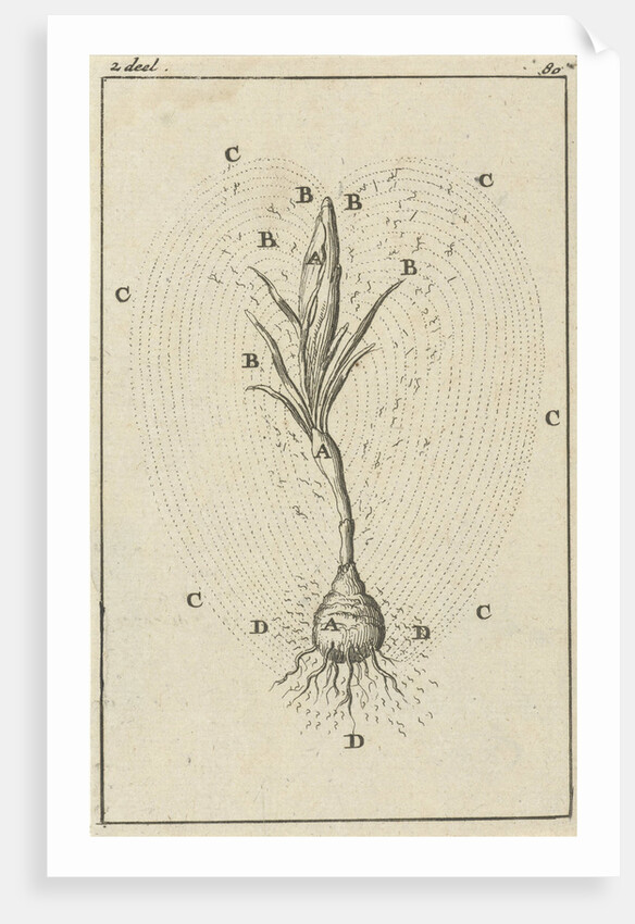The growth of a crocus by Jan Claesz ten Hoorn