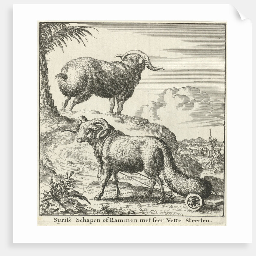 Syrian sheep or ram by Willem Goeree