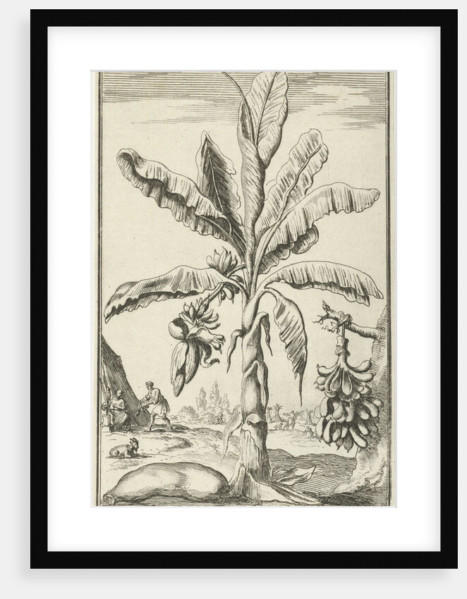 Tree with mandrakes by Willem Goeree