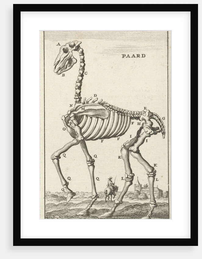 Skeleton of a horse by Jan Claesz ten Hoorn
