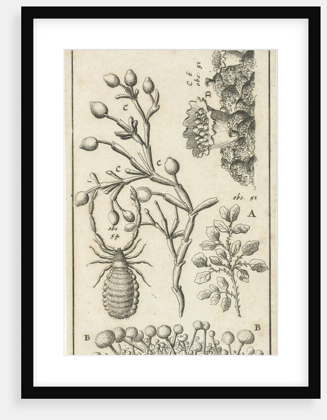 Anatomical image XVI by Jan Claesz ten Hoorn