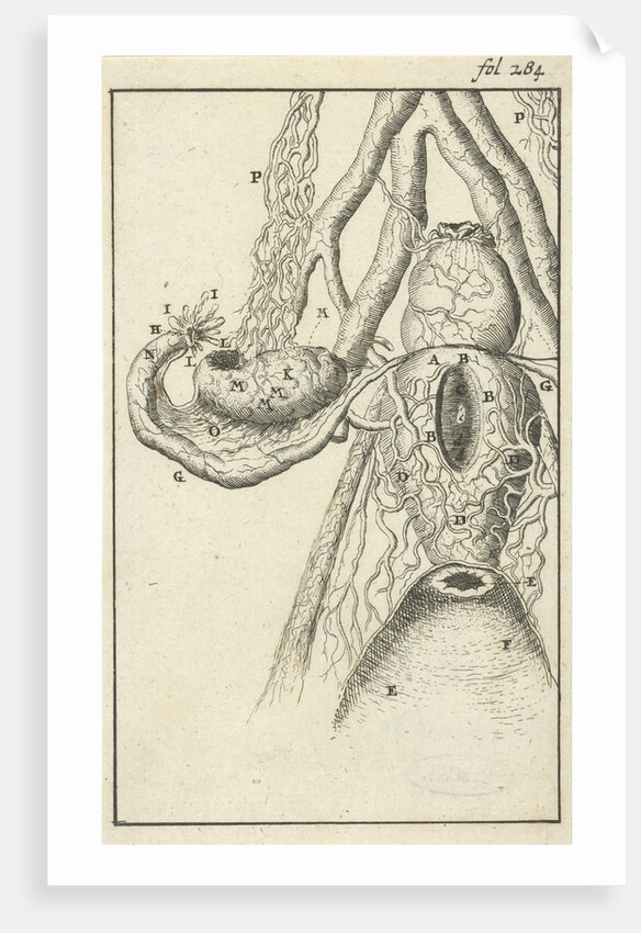 Anatomical image X by Jan Claesz ten Hoorn