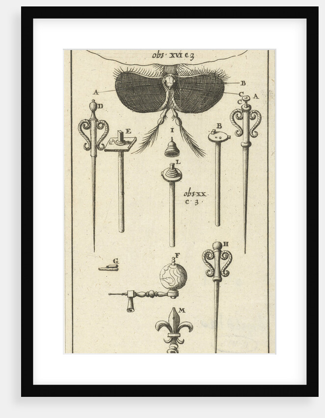Anatomical image VIII by Jan Claesz ten Hoorn