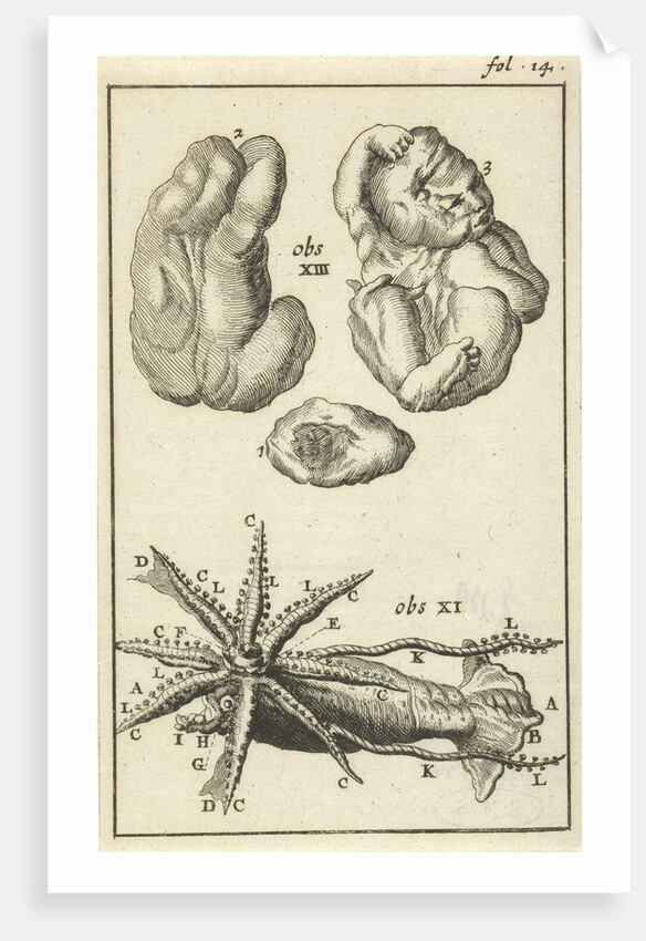 Anatomical Figure I by Jan Claesz ten Hoorn