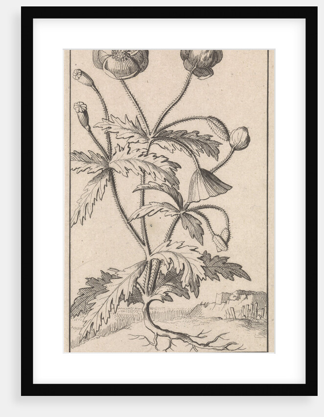 Poppy by Jan Claesz ten Hoorn