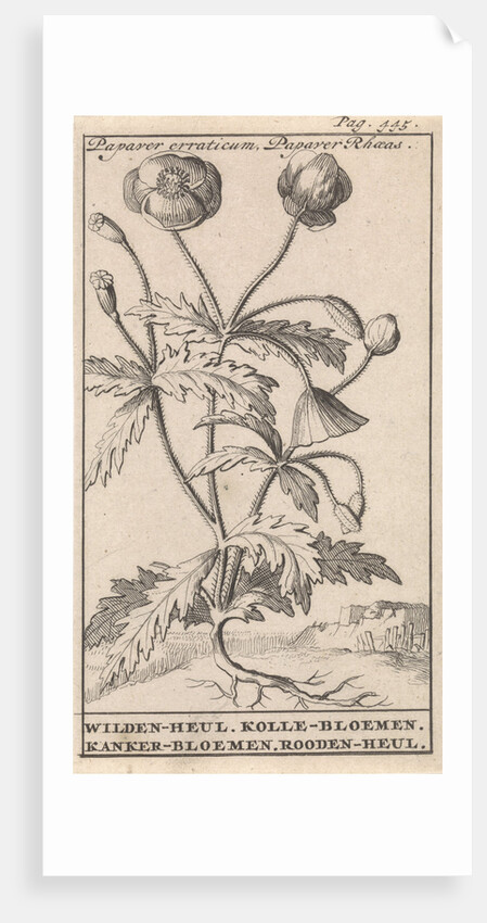 Poppy by Jan Claesz ten Hoorn