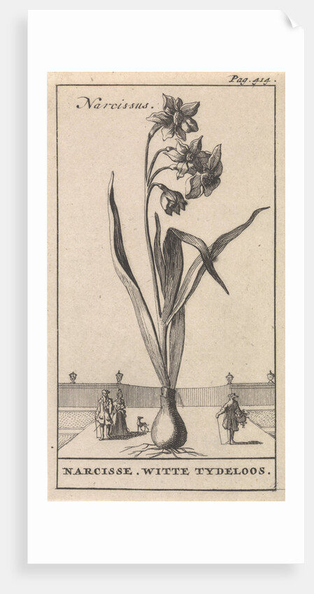 Narcissus by Jan Claesz ten Hoorn