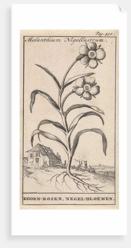 Flower by Jan Claesz ten Hoorn