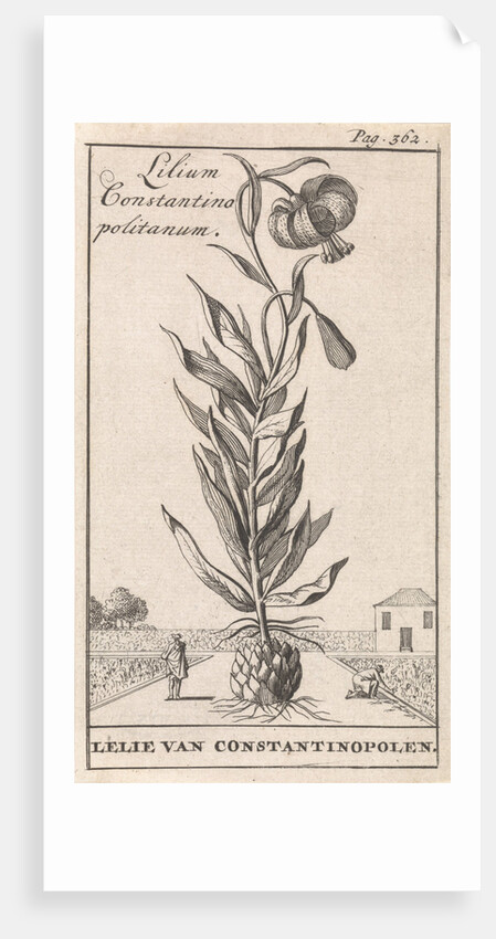 Lily of Constantinople by Jan Claesz ten Hoorn